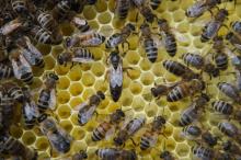 Honigbienen